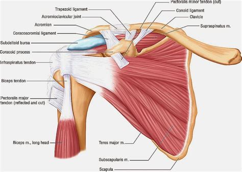 Trapezius Neck Muscle Anatomy Shoulder Anatomy Shoulder Muscles