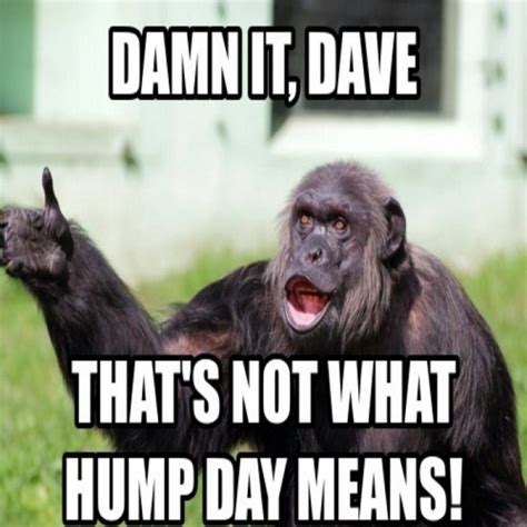 Trendy Hump Day Memes That Make You Laugh Funny Hump Day Memes