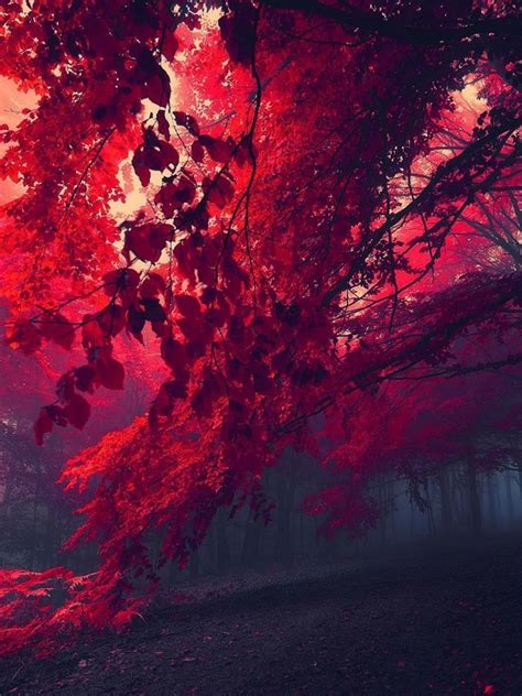 Free Download Red Forest 26750 3840x2160 Wallpaper 3840x2160 317502