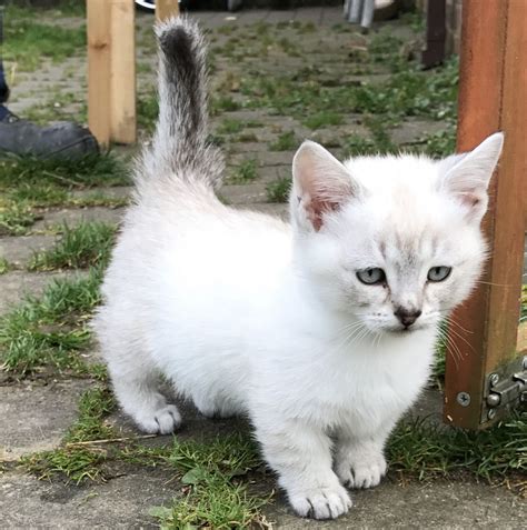 Information about adopting a munchkin kitten including breed history, personality, misconceptions, adoption do's and don'ts, how to care for your kitten and my own experience adopting a the munchkin is a relatively new breed of cats in comparison with many other familiar domestic breeds. Last one! Ragdoll x Munchkin | Kidderminster ...