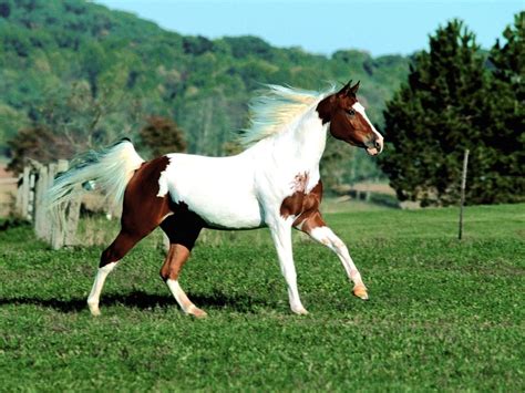 Most Beautiful Paint Horses Paint Horse Wallpapers Wallpaper Cave