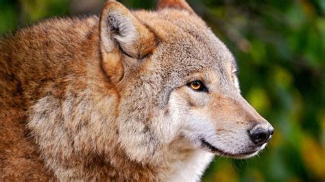 Predator Animals Wild Animals Wolves Wallpapers Hd Desktop And