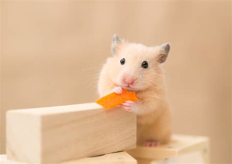 Animals Hamster Wallpapers Hd Desktop And Mobile