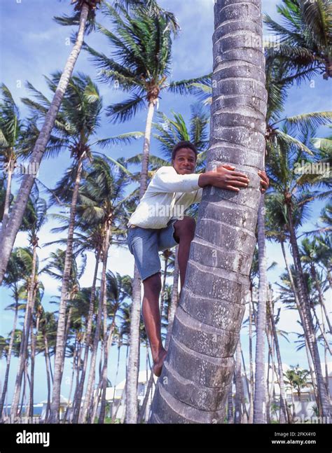 Palm Tree Climbing Hi Res Stock Photography And Images Alamy