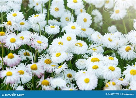 Blossom Big Daisies On Meadow Summer Floral Background Stock Photo