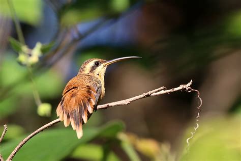 Foto Rabo Branco Rubro Phaethornis Ruber Por Lorenzo Palma Wiki