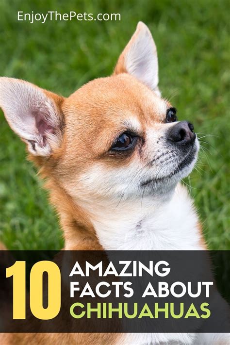 Chihuahua Facts Chihuahua Quotes Chihuahua Dogs Dogs And Puppies