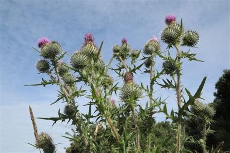 How To Get Rid Of Thistles Specialist Sales