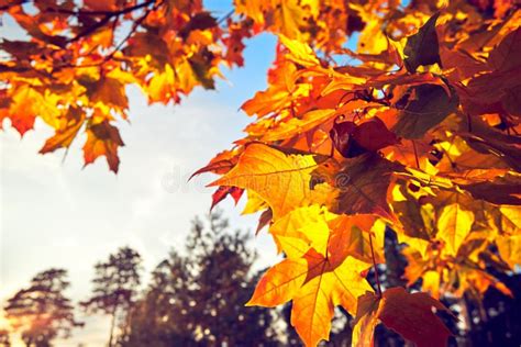 Autumn Maple Leaves Against Blue Sky Place For Text Stock Photo