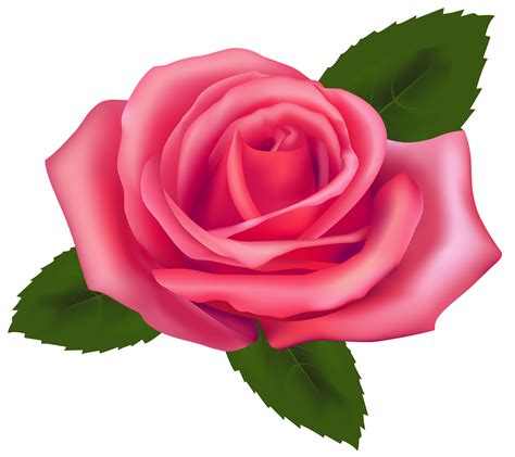 Beautiful Pink Rose Png Clipart Best Web Clipart Pink Rose Png