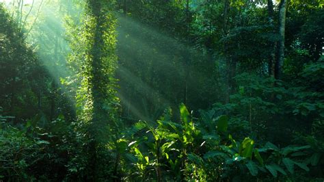 Naturwunder Amazonas Eine Reise Ins Brasilianische Paradies