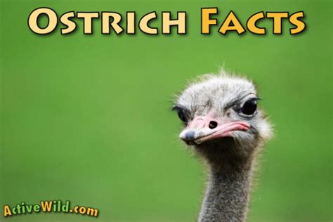 Common Ostrich Facts For Kids And Adults Pictures Information And Video