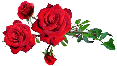 Flowers Red Roses Free Image On Pixabay