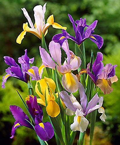 Mixed Tall Dutch Iris 25 Bulbs