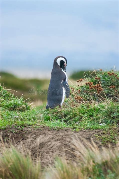 Side View Of Penguin In Nature Stock Image Image Of Cold Copyspace