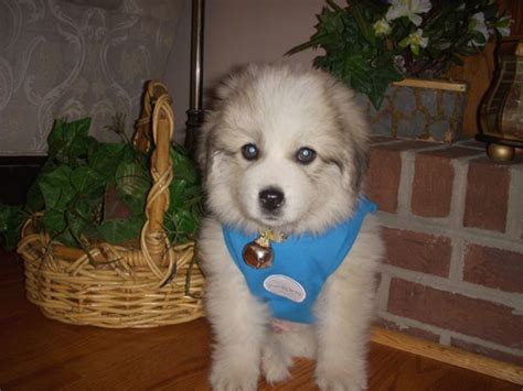 Chow chow puppies and dogs. german shepherd chow mix puppies.jpg (1 comment)