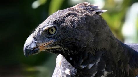 Crowned Eagle The Most Powerful Eagle