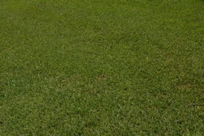 Instructions For Reseeding A Lawn Thumbnail Luxury Landscaping Landscaping Company Growing