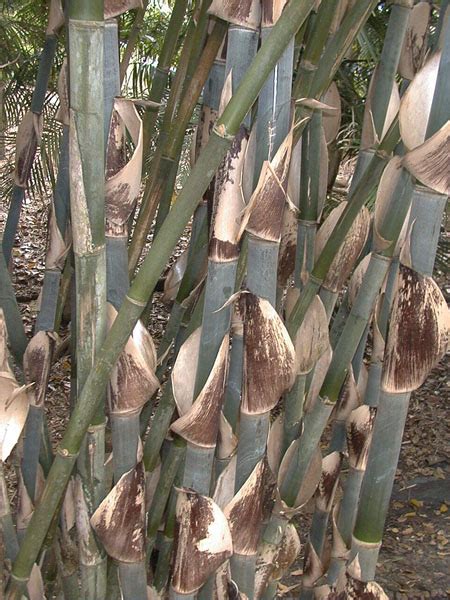 Clumping Species Archives Bamboo Australia Sunshine Coast