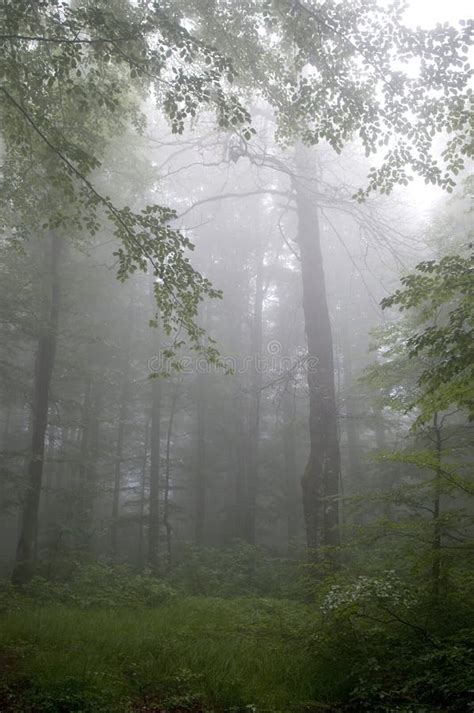 Fog In Summer Forest Stock Photo Image Of Outdoors Scenic 62558430