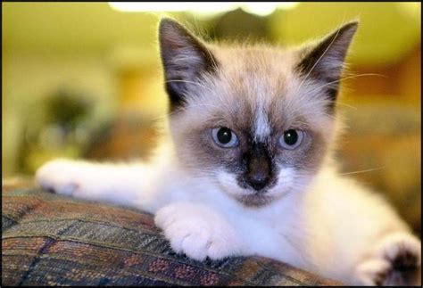 Snowshoe Siamese Polydactyl Extra Toes Kittens For Sale In