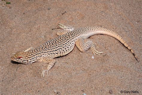 Colorado Desert Fringe Toed Lizard Uma Notata