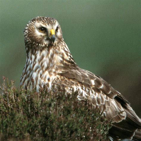 Wild Birds And The Law Hen Harrier Protection The Rspb