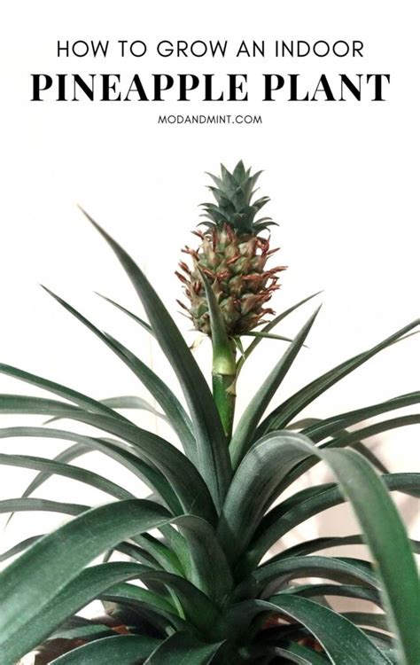 Pineapple Plant Care How To Plant A Pineapple Top