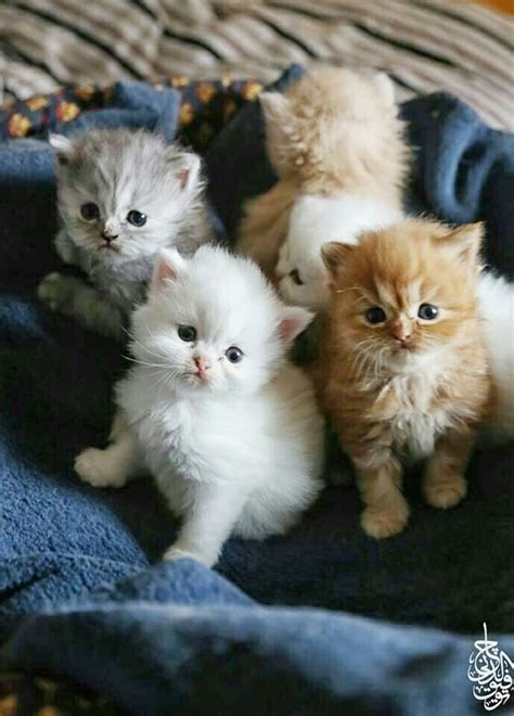 It is in human nature that they like innocence and cuteness. I want all the kittens | Cute Cats and Kittens | Kittens ...