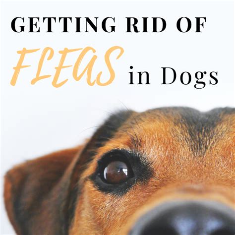 How To Get Rid Of Fleas In Dogs Pethelpful