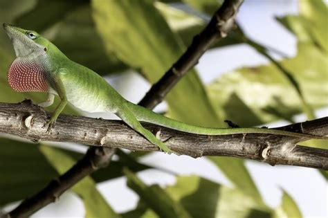 Green Anole Care Sheet Everything You Need To Know Everything Reptiles