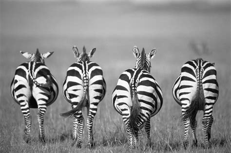 Black And White — James Warwick Wildlife Photography