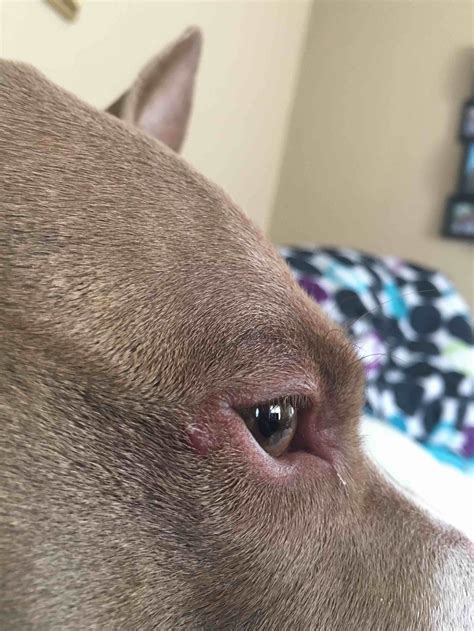 My Dog Has A Bump Near The Corner Of Her Eye Not Sure If It Is From