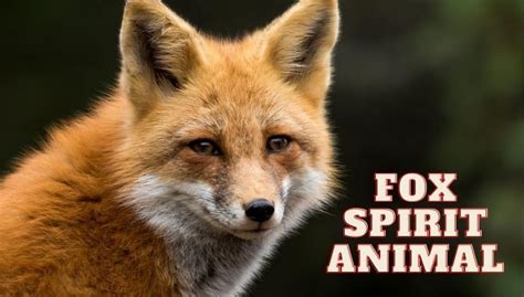 Spiritual Meaning Of Fox Spirit Animal Fox Totem Meaning