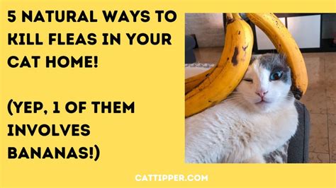 5 Natural Ways To Control Fleas In Your Cat Home Cattipper Cat Blog