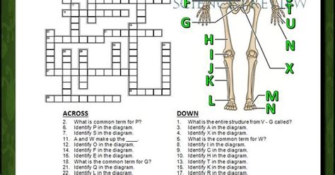 Skeletal System Crossword With Diagram Editable Student Learning