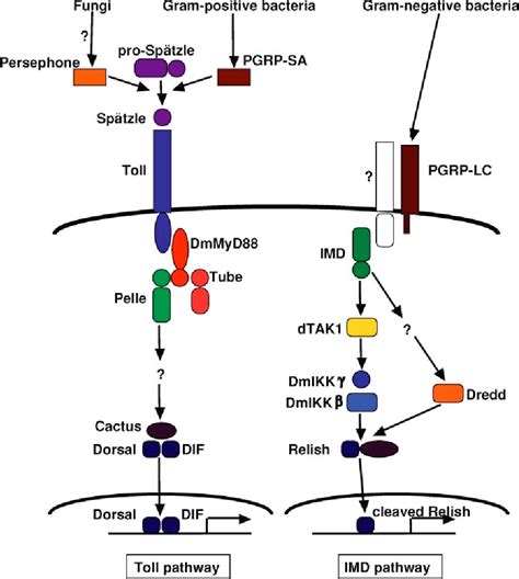 Toll In Drosophila The Toll Pathway Semantic Scholar