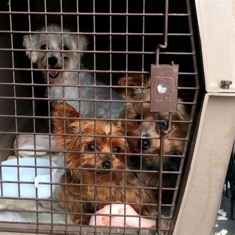 More Than 100 Dogs Rescued From Puppy Mills Across The Midwest Get A