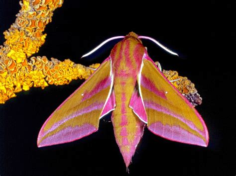 20 Moth Species More Beautiful Than Butterflies