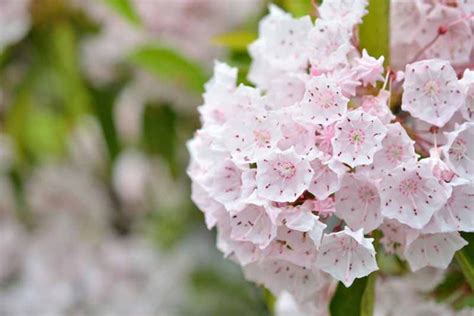 How to Grow Texas Mountain Laurel  Gardener's Path