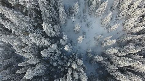 Winter Pine Forest In British Columbia Canada Image Free Stock Photo