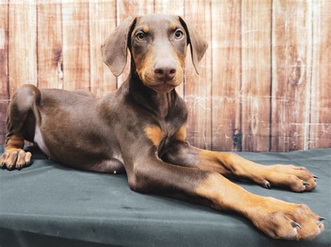 Doberman Pinscher Puppy Red And Rust Id23354 Located At Petland Las