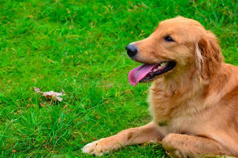 Golden Retriever Dog Stock Image Image Of Hound Confident 77166847