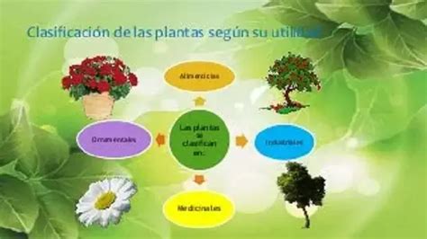 Clasificación Plantas Tipos de plantas según su utilidad 2024