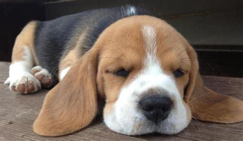 South Beagles in Tennessee | Find your Beagle Puppy | Good Dog