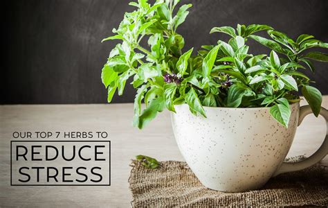 Our Top 7 Herbs To Reduce Stress With Images Herbs Holy Basil