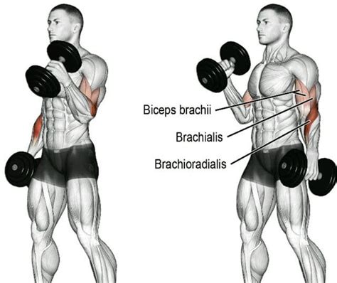 The 10 Best Long Head Biceps Exercises For Bigger Arms And A Higher
