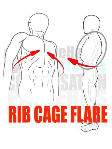 Rib Cage Muscles Workout Science Says The Best And Worst Chest