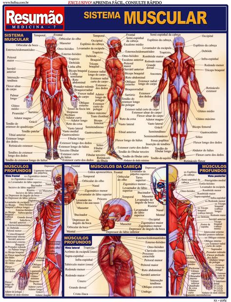 Fisioterapia Domiciliar Resumão De Anatomia Músculos E Esqueleto