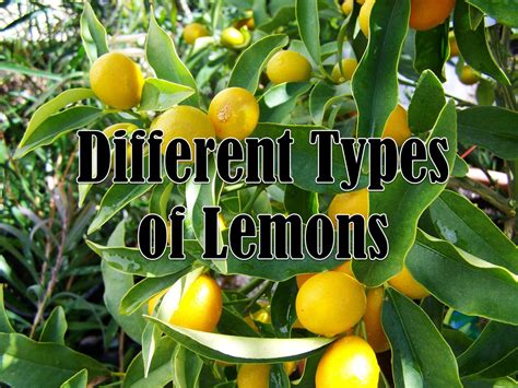9 Different Types Of Lemons With Images Asian Recipe